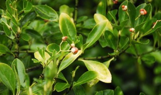 如何让冬青快速生长（怎样让冬青长的快）