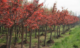 家里可以种红枫吗（家里可以种红枫吗?）