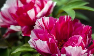 凤尾牡丹的养殖方法 凤尾牡丹的养殖方法和技术