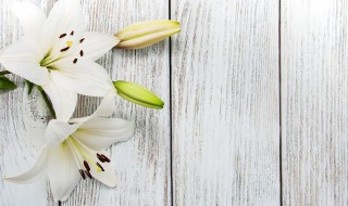 百合花谢后怎么留种子（百合开花后怎么处理来年才会长芽）