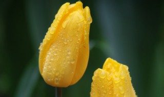 什么花不香 什么花不香,但是好看