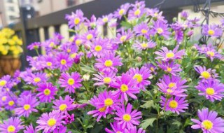 姬小菊冬天能在室外过冬吗 姬小菊冬天可以室外吗