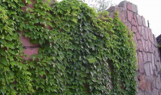 爬山虎的种类（爬山虎生长在哪里）