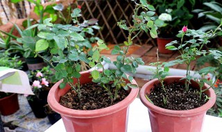 月季移栽注意事项（月季移栽技术要点）