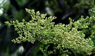 山指甲盆景的养殖方法和注意事项 山指甲盆景的养殖方法和注意事项图片