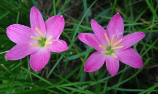 韭兰有毒吗 韭兰有毒能养在室内吗