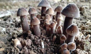 枞菌可以人工种植吗? 枞树菌最新人工种植方法