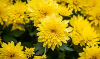 波斯菊一盆种几颗合适（波斯菊一个花盆几粒种子?）