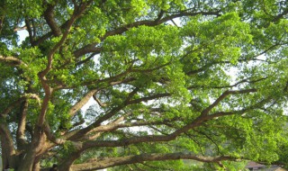 榕树怎么养长得好 为什么榕树是凶树