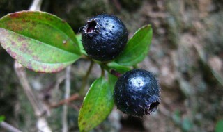 地菍果怎么吃 地菍果实怎么吃