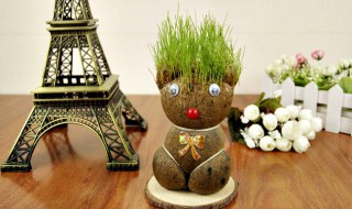 长草娃娃怎么种(长草娃娃怎么种怎么养)