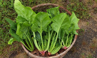 菠菜和豆腐能一起吃吗需要注意什么 菠菜和豆腐能在一块儿吃吗?