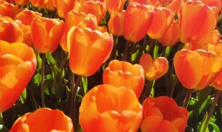 郁金香10月会开花吗（郁金香10月份开花）