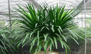 龙须树浇水的正确方法（室内龙须树浇水的正确方法）