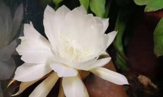 昙花繁殖方法 昙花繁殖方法和注意事项