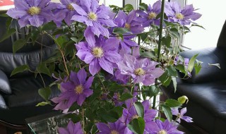 铁线莲如何养 铁线莲如何养植