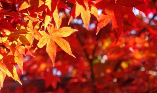 代表秋天的植物（代表秋季的植物）