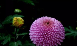 乒乓菊怎么扦插 乒乓菊怎么扦插法