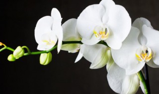 兰花焦尖是怎么回事 兰花焦尖是什么原因造成的