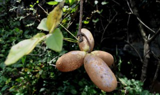 野香蕉的食用方法 野香蕉的食用方法和禁忌