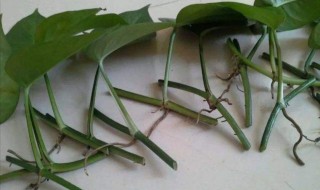 生根粉可以直接放水培里吗（生根粉可以用来水培吗）