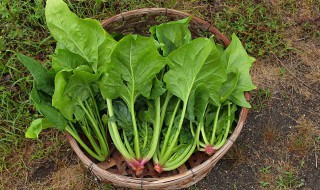 菠菜十一月下旬还能种吗 11月份菠菜能种吗