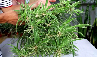 金边吊兰水培怎么养才能更旺盛 金边吊兰的寓意和象征风水