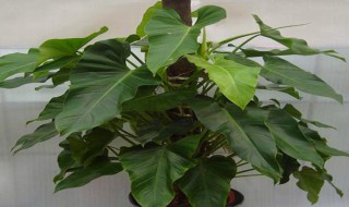 绿宝石花的繁殖方法 绿宝石花怎么养