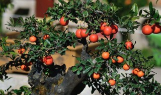 金弹子繁殖方法 金弹子繁殖方法视频