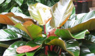 红钻的繁殖方法如下 红钻繁殖方法和注意事项