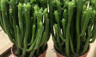 多肉珊瑚棒的繁殖方法 多肉 珊瑚棒