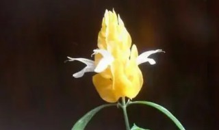 黄金塔花的繁殖方法 黄金塔花的繁殖方法视频