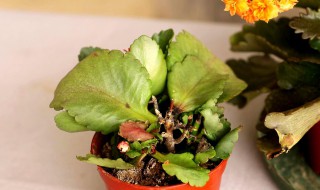 长寿花如何进行修剪避免腐烂 长寿花如何进行修剪避免腐烂的方法