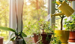 6月份如何养发财树不怕烂根还长得旺 6月份如何养发财树不怕烂根还长得旺盛