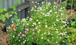 洋甘菊种子的种植方法（洋甘菊种子的种植方法和注意事项）