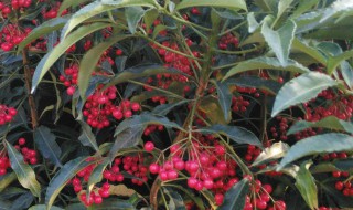 富贵子的繁殖方法（富贵子的繁殖方法有哪些）