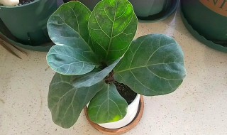 琴叶榕浇水的正确方法（琴叶榕怎么浇水）