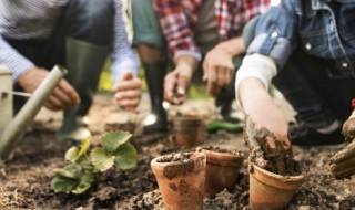 紫背菜什么时候种植怎么种 紫背菜什么时候播种