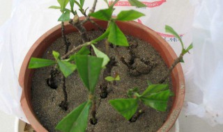 水松种子能在休眠期萌芽吗（水松种子能在水面上浮动一段时间吗）