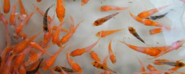 歌的部首怎么读 歌的部首怎么读拼音