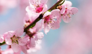 桃花有几种颜色及作用(桃花一共有几种颜色分别是什么)