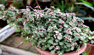 金枝玉叶繁殖方法（金枝玉叶怎样扦插繁殖）