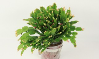 蟹爪兰的繁殖方法(蟹爪兰的繁殖方法视频)