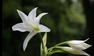 百合花繁殖方法（百合花繁殖方法有哪些）