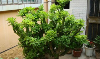 麒麟掌的繁殖方法(麒麟掌的培育方法)