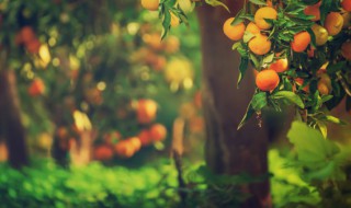 为什么树怕剥皮老树中空仍能活 为什么树怕剥皮?