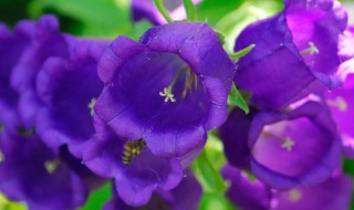 蓝风铃花保存方法(蓝风铃花怎么养)