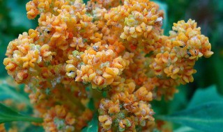 藜麦怎么读（藜麦的功效与作用）