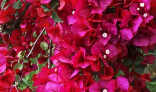 紫叶海棠花的养殖方法和注意事项 紫叶海棠花图片欣赏