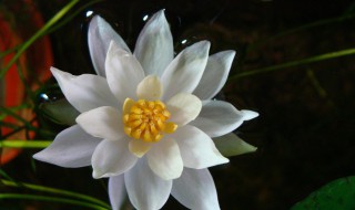 海尔芙拉的花期（海尔芙拉开花时间）